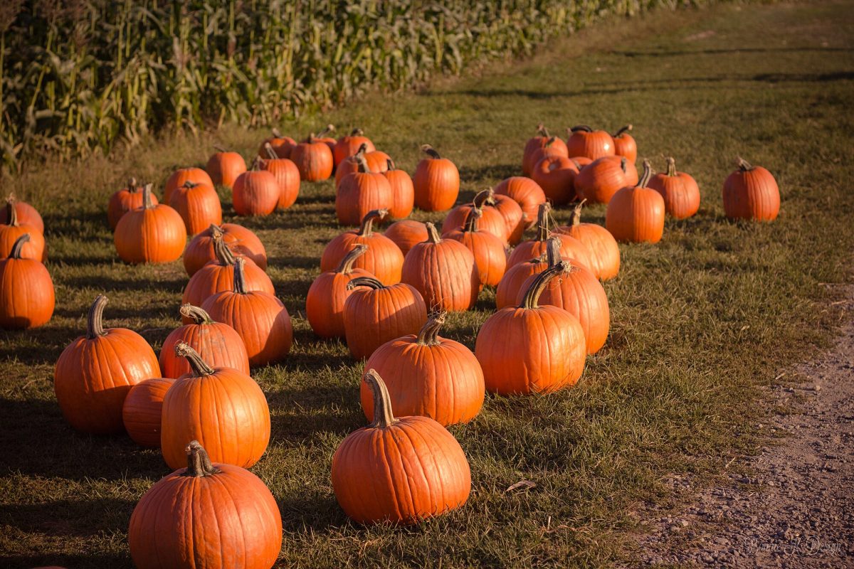 Local Fall Activities For All